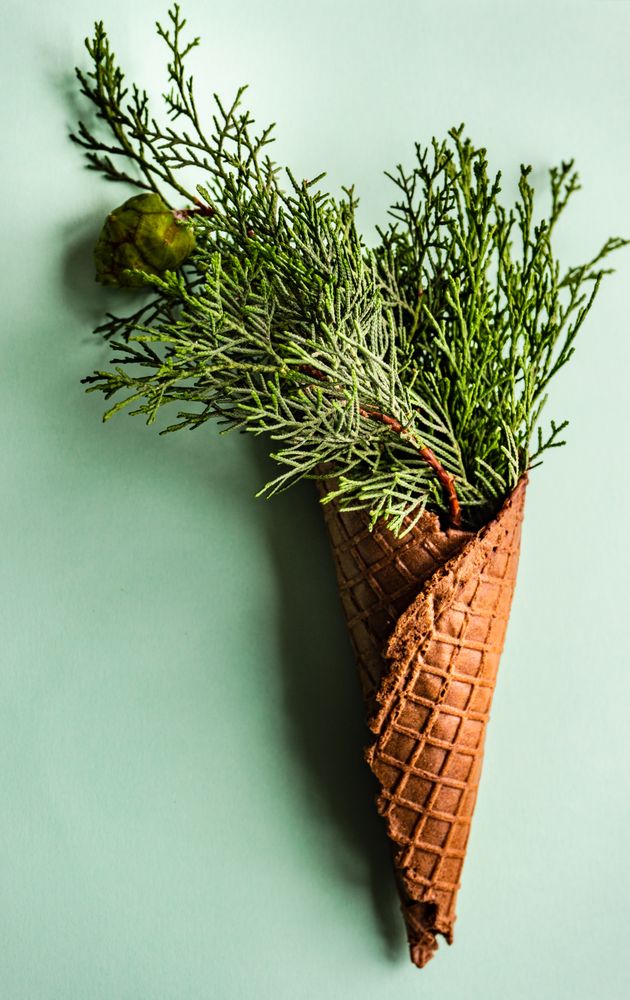 Christmas holiday concept with cone full of green thuja on green pastel background