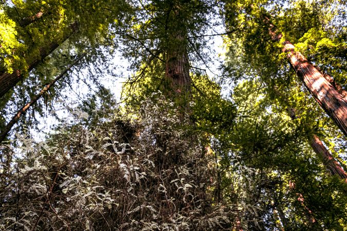 Looking up at trees from bushes at the bottom of the trunk