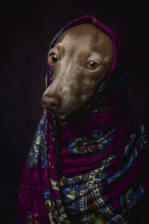 Italian Greyhound dog with scarf