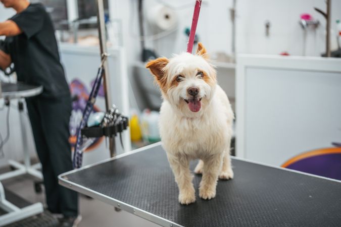 Happy dog on grooming table