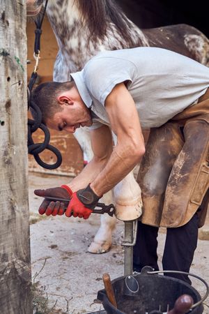 Farrier changing horseshoe in the stable