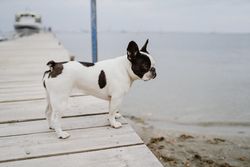 Cute dog on pier near sea