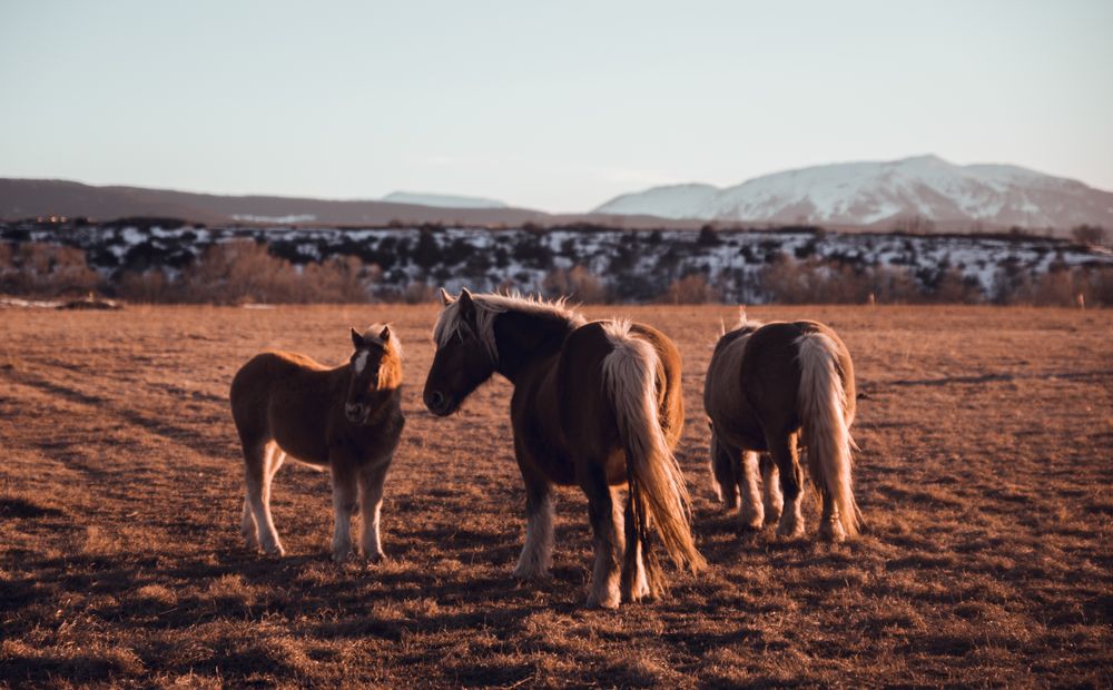 Wild horses pasturing on field near hills