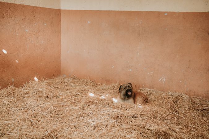 Small dog on hay