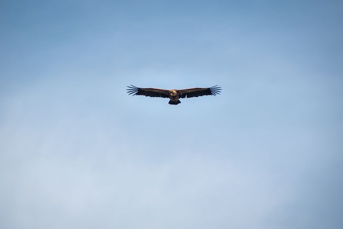 Hawk flying in sky