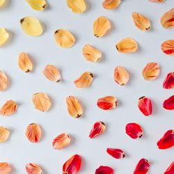 Colorful bright pattern made of tulip flower petals