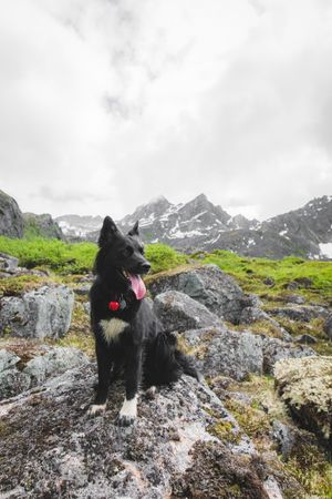 Dark border collie on rocky mountain