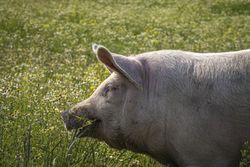 Copake, New York - May 19, 2022: Side view of big pig eating grass in field 5zOlX4