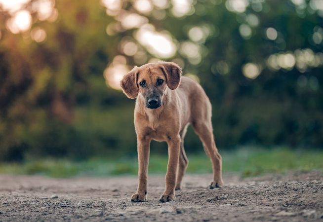 Brown short coat medium stray dog on grey sand