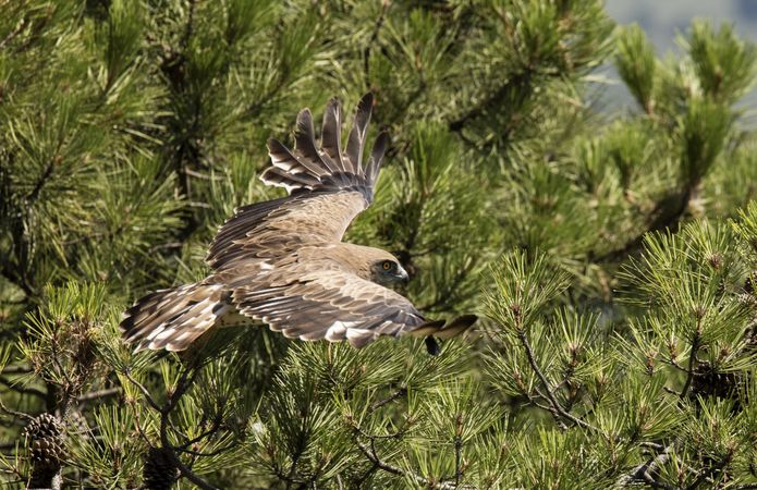 Eagle flying on coniferous tree in sunny day