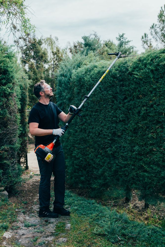 Man pruning arizonica hedge