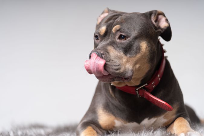 Portrait of pitbull in red spiked collar with tongue out