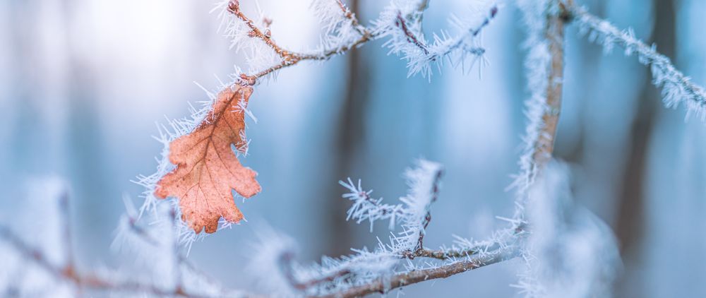Single autumn leaf on an icy branch, wide