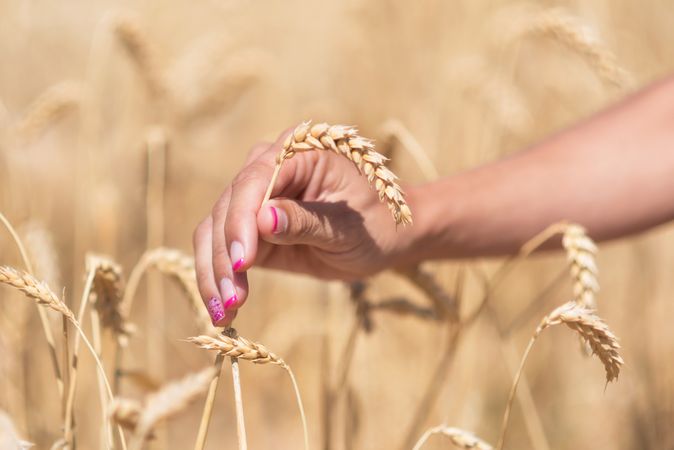 Crop woman with cereal grass in meadow