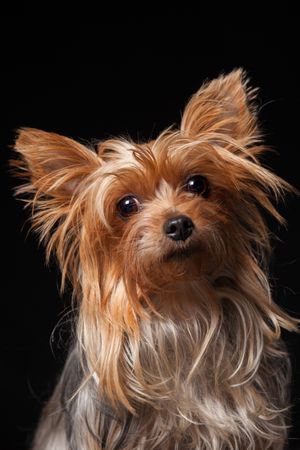 Amazing dog staring at camera