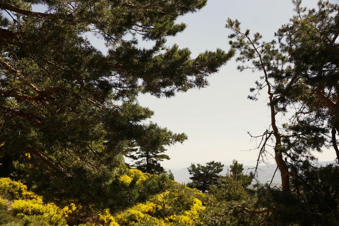 Picturesque landscape of green bushes and mountains
