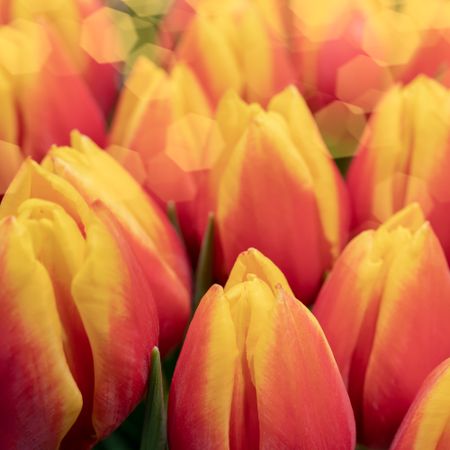 Pink tulips in close up