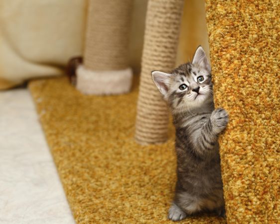 Small kitten sitting up with carpeted scratcher