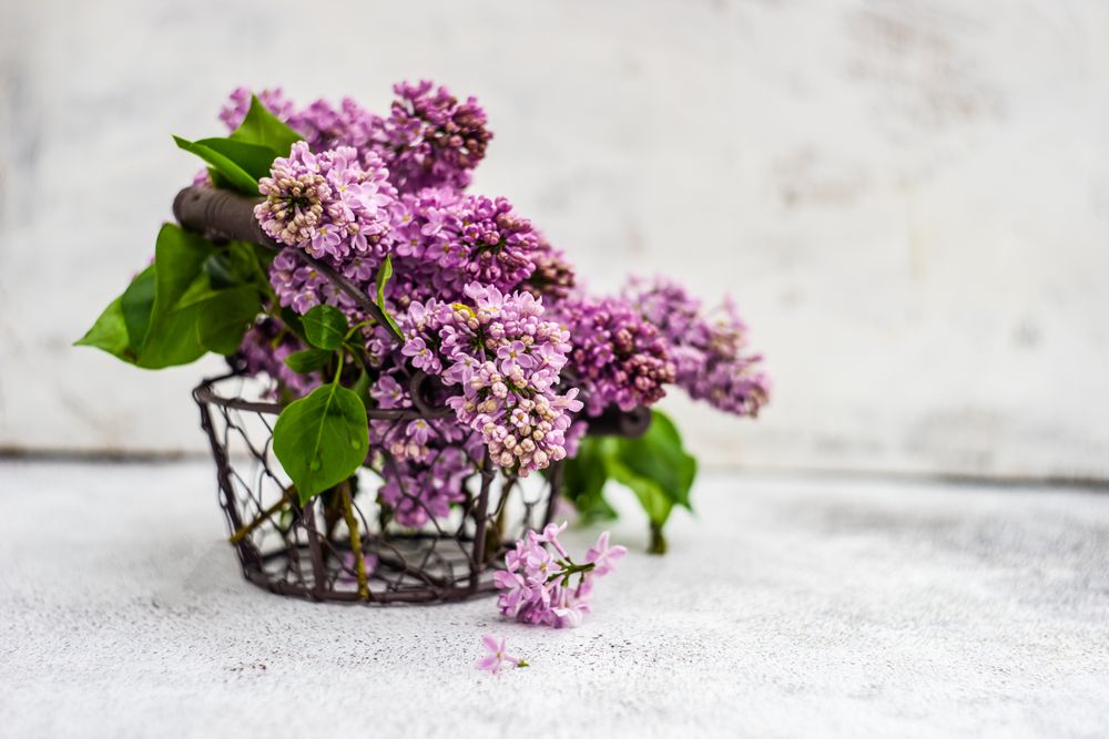 Minimalistic home interior decor with basket of lilac flowers