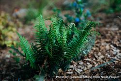 Small fern plant with mulch 47wzg4