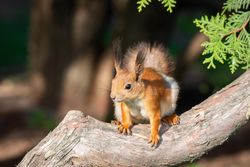 Brown squirrel on brown tree trunk