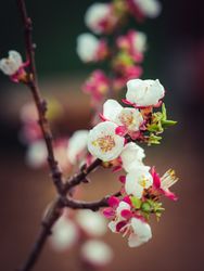 Blossoming twig of apricot tree