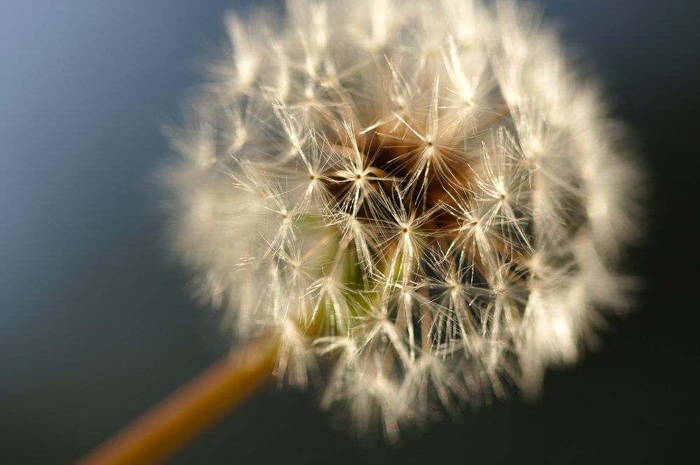 Dandelion Macro Shot