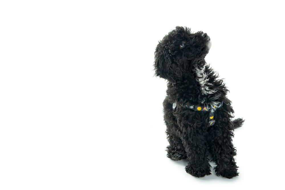 Dog in harness sitting and looking around with copy space
