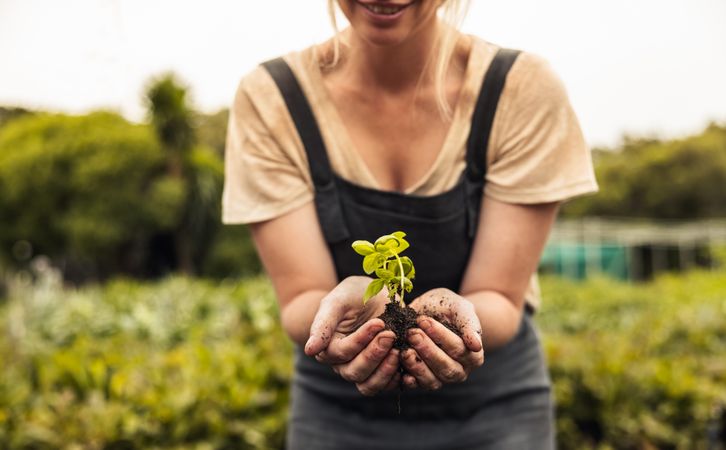 Unrecognizable female farmer holding a young plant growing in soil