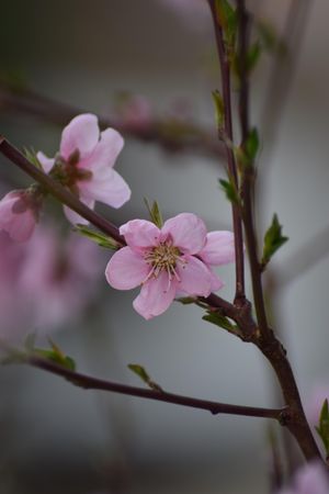 Pink cherry blossom in close up