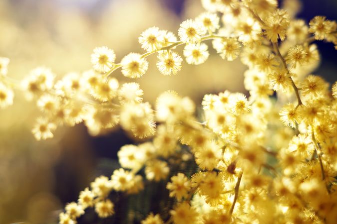 Tender golden twigs on sunny day
