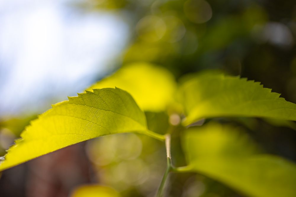 Close up of leaf