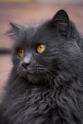 Dark long fur cat