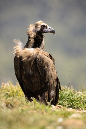Big vulture on ground