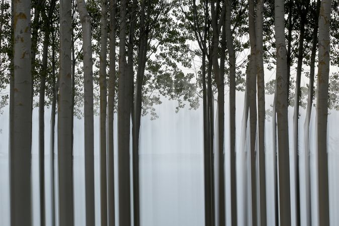 Woods of trees with long trunks