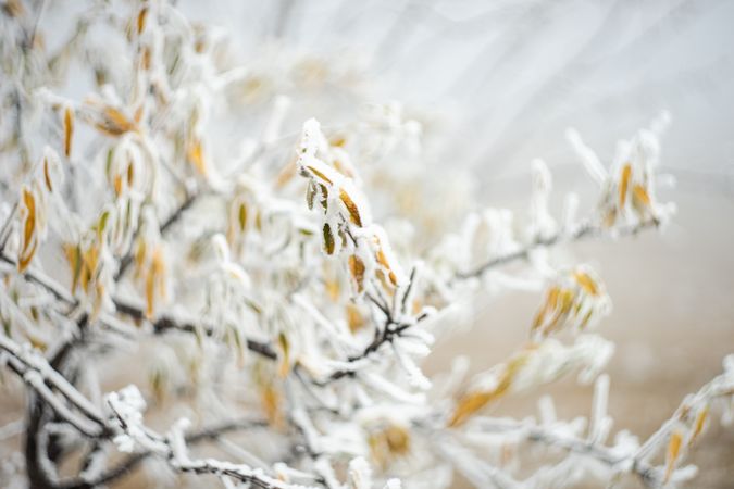 Close up of frozen flower buds in wintertime