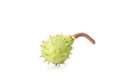 Fresh and ripe chestnut, isolated on plain background