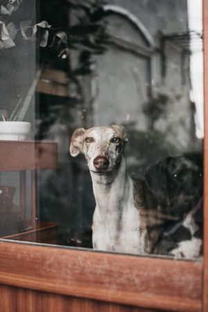 Cute dog behind window