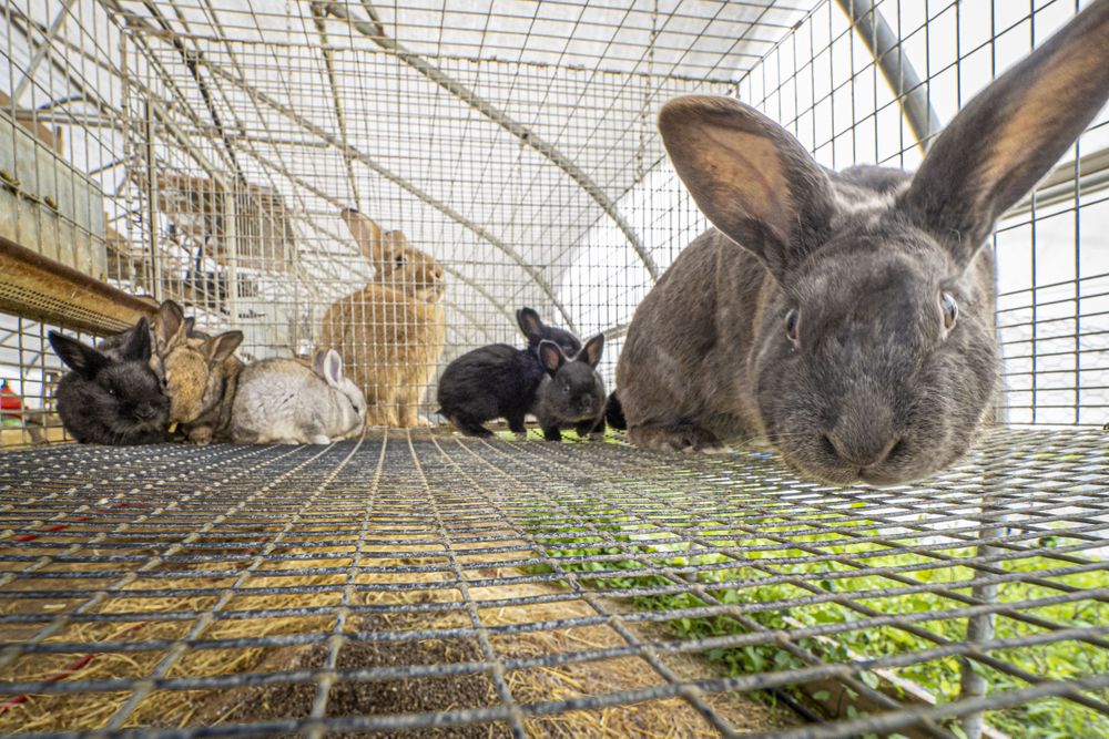 Copake, New York - May 19, 2022: Group of cute multi-colored rabbit
