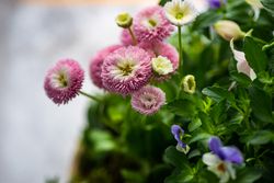Easter pink and purple floral composition