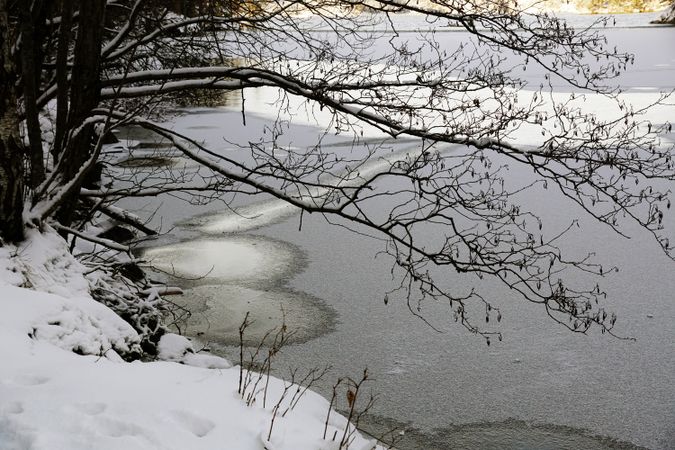 Leafless twigs of tree spread over frozen river surface