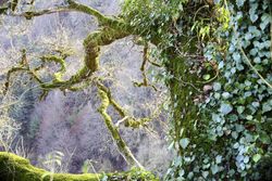 Green branches covered with moss