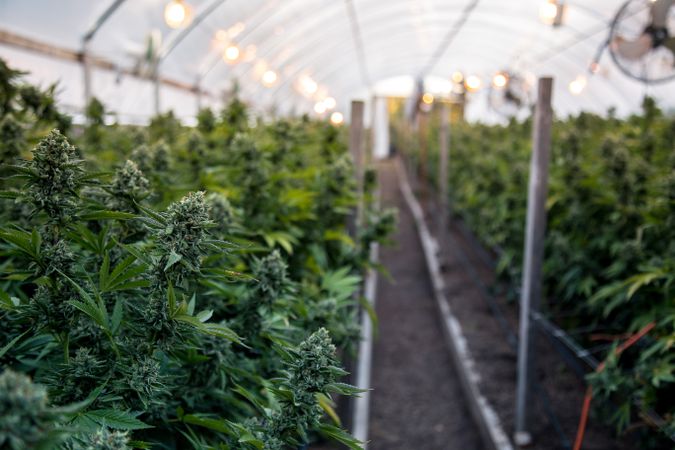 Close up of buds in a large marijuana greenhouse