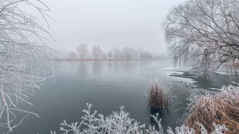 Lake frames with frosted trees, wide