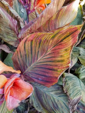 Large canna phasion leaves in a garden