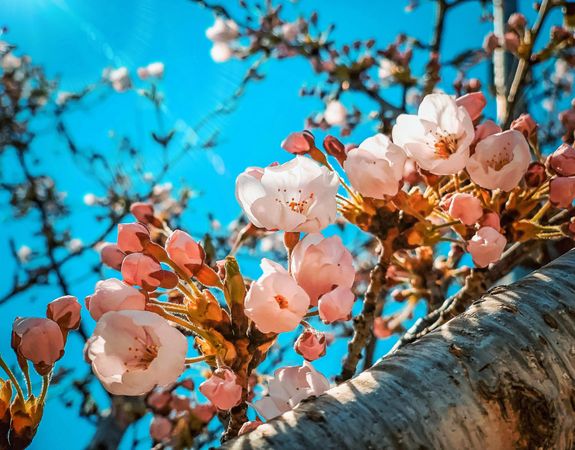 Cherry blossom tree in close-up