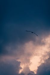 Bird flying over beach