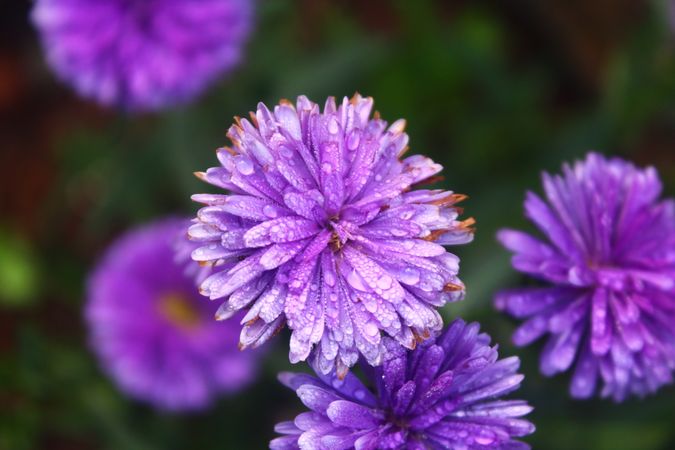 purple flower