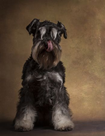 Adorable miniature schnauzer dog licking own nose
