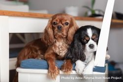 Two cavalier spaniels relaxing on a chair 5oZ8y0